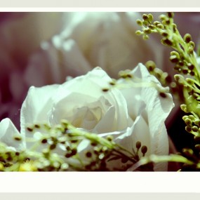 朝花夕拾——去年拍着玩的