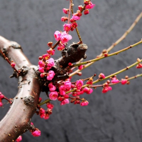 遥知不是雪 唯有暗香来