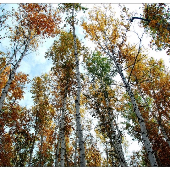 秋意渐浓白桦林