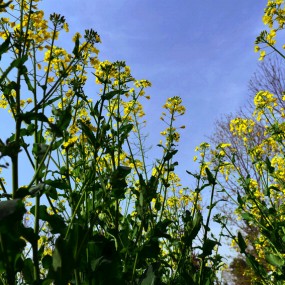 陕南油菜花之四：花开季节