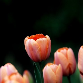 兴庆公园郁金香随拍