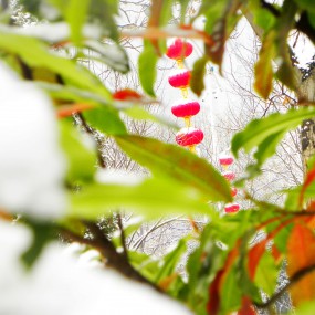 大红灯笼高高挂