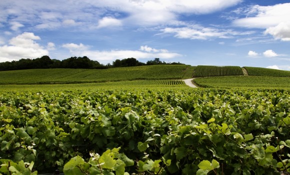 晚秋红霞染渭河