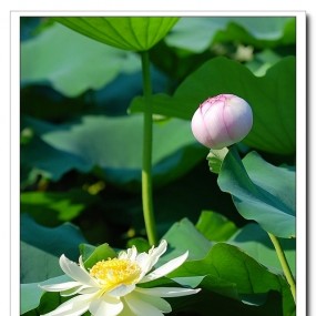 荷语花言_航海王基德