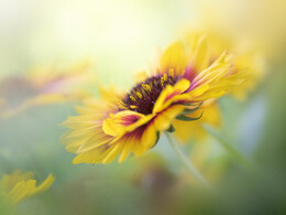 微距花儿 Gaillardia