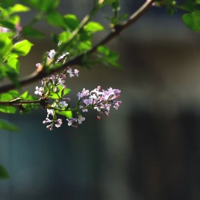 丁香花