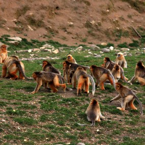 华阳古镇金丝猴