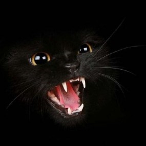 35张极具戏剧性的动物摄影作品