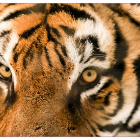 笼中困兽-东北虎