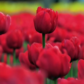 花中贵族-郁金香