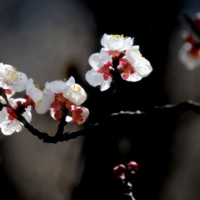 杏花迎春