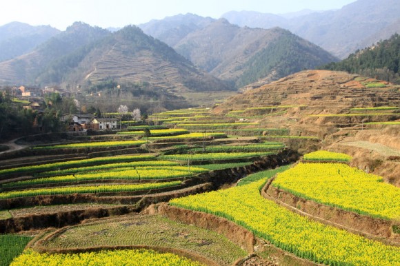正是油菜花黄时