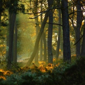 Nelleke Pieters 风光摄影:森林