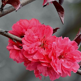 高新街边花卉一组。万像更新2012,4,11