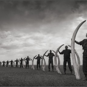 黑白版非洲动物