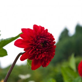 水仙花、各种花