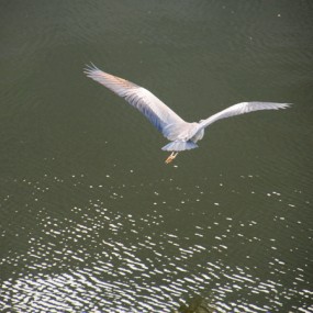 灰鹭·汉城湖上的飞行表演