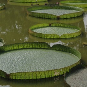 西安植物园观拍王莲，