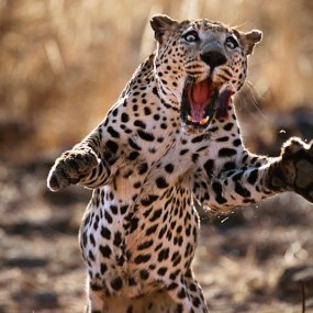 一个礼拜的动物映像