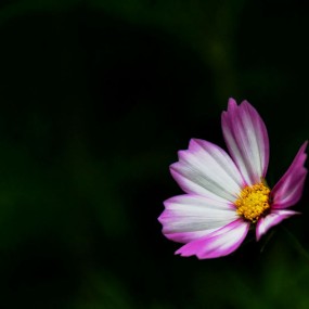 在路上，一组花卉