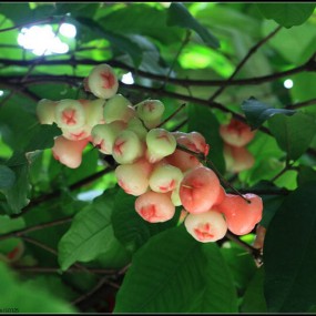 北方少见的南方水果！