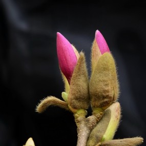 2013年的玉兰花（植物园）5