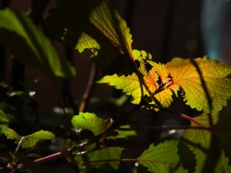 《阳光下的紫苏》