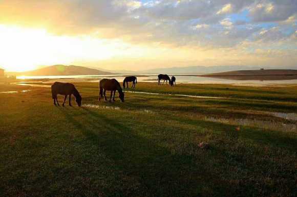 青海湖湿地悠然的马儿
