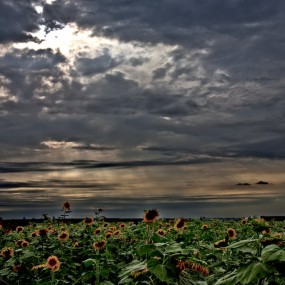 白鹿原（九）沃野富庶