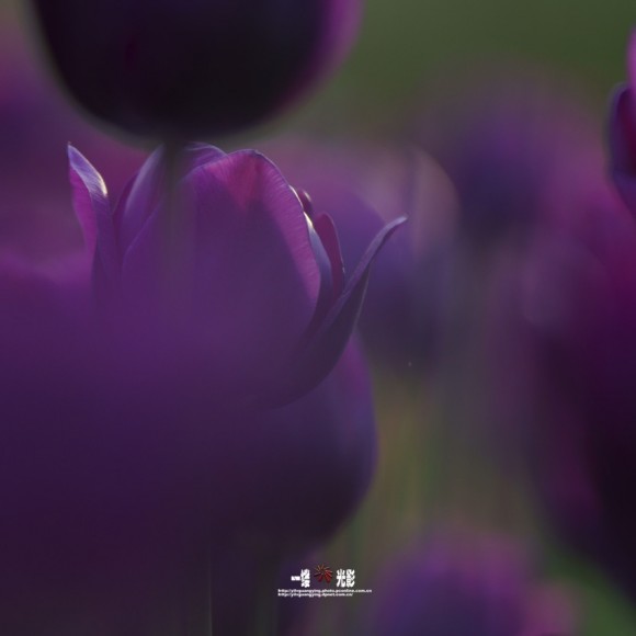 《亭亭薄妆》郁金香花语