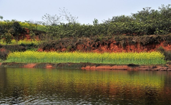 油菜花，遍地开