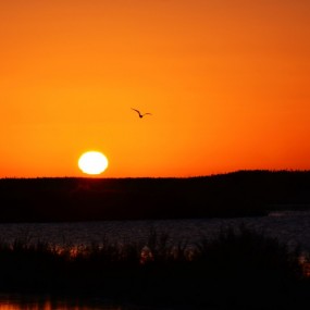 西行胡杨林随拍