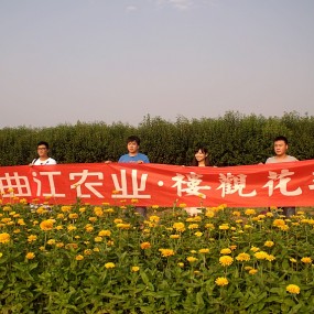 作业之一【曲江农业   楼观花季】