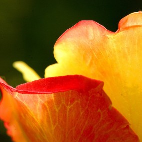 色的诱惑--航海王基德