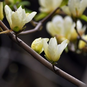 【玉兰·玉兰】