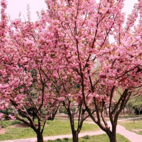 小区虽老，但是樱花很多。