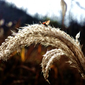 毛毛草上的生灵