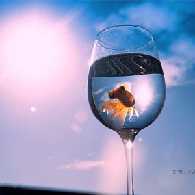 我是一只会飞的。)#)))≦