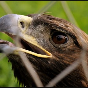 铁丝网内的眼神