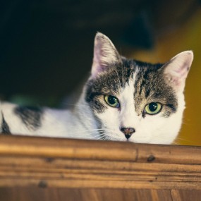 谁打翻了玻璃杯