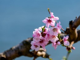 山寺桃花始盛开