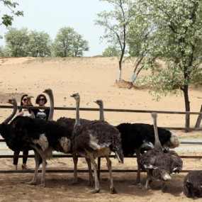 陕西大荔县沙苑2万亩槐花花香扑鼻惹人醉