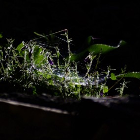 《阳光下的杂乱》