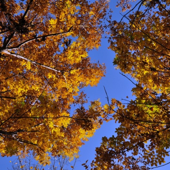 久违的蓝天是否是眼睛的盛宴？