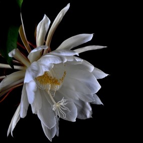 ——家里的昙花开了——