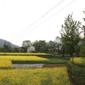 汉中---栈道武侯墓油菜花