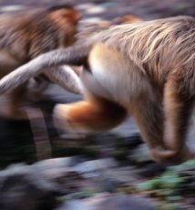 追逐大自然的精灵