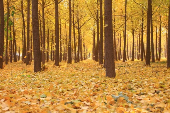 金黄灿灿银杏林