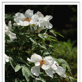 【习 拍】 春 —— 白 牡 丹