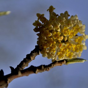 万像更新，拍了一组花卉2012,4,3